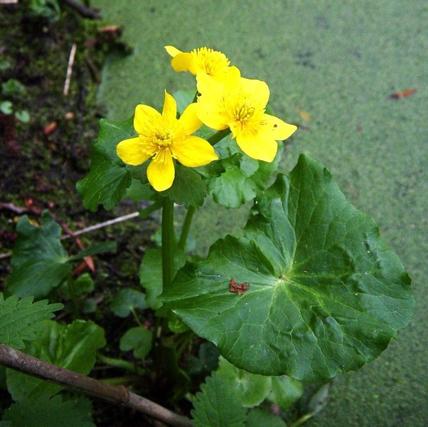 Caltha palustris